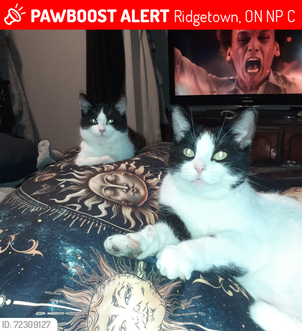 Lost Male Cat last seen Guelph University , Ridgetown, ON N0P 2C0