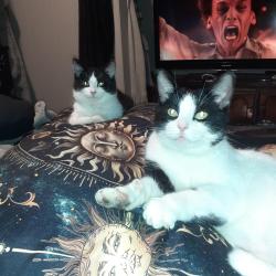 Lost Male Cat last seen Guelph University , Ridgetown, ON N0P 2C0