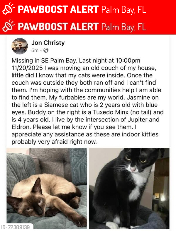 Lost Female Cat last seen Eldron Blvd and Jupiter Blvd, Palm Bay, FL 32909