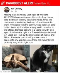 Lost Female Cat last seen Eldron Blvd and Jupiter Blvd, Palm Bay, FL 32909