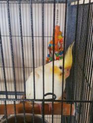 Lost Female Bird last seen Perched on top of a small tree, near cockatoos, Keilor, VIC 3036