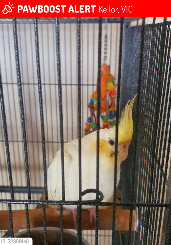 Lost Female Bird last seen Perched on top of a small tree, near cockatoos, Keilor, VIC 3036
