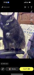 Lost Female Cat last seen Monarch Meadows, Riverton, UT 84096