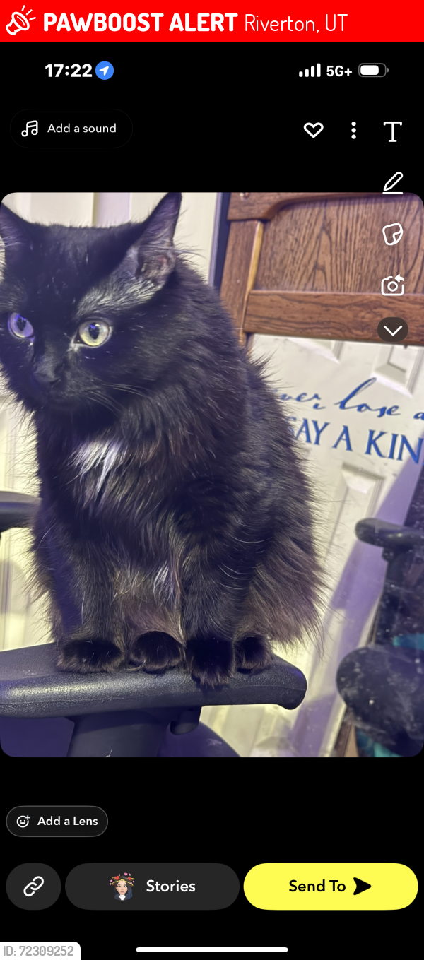 Lost Female Cat last seen Monarch Meadows, Riverton, UT 84096