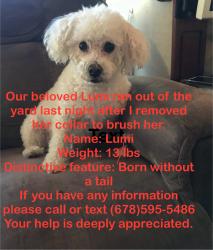 Lost Female Dog last seen Near E Pinacle Vista Dr & N 44th St Cave Creek AZ 85331, Cave Creek, AZ 85331