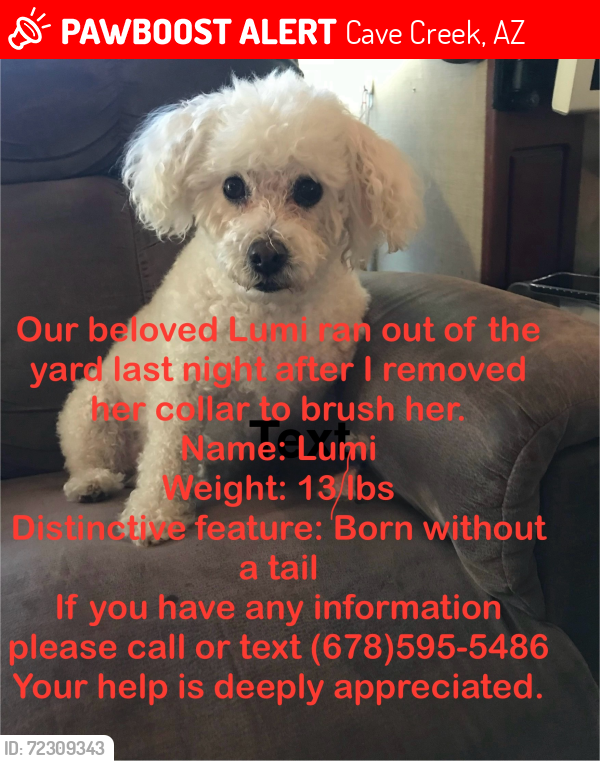 Lost Female Dog last seen Near E Pinacle Vista Dr & N 44th St Cave Creek AZ 85331, Cave Creek, AZ 85331