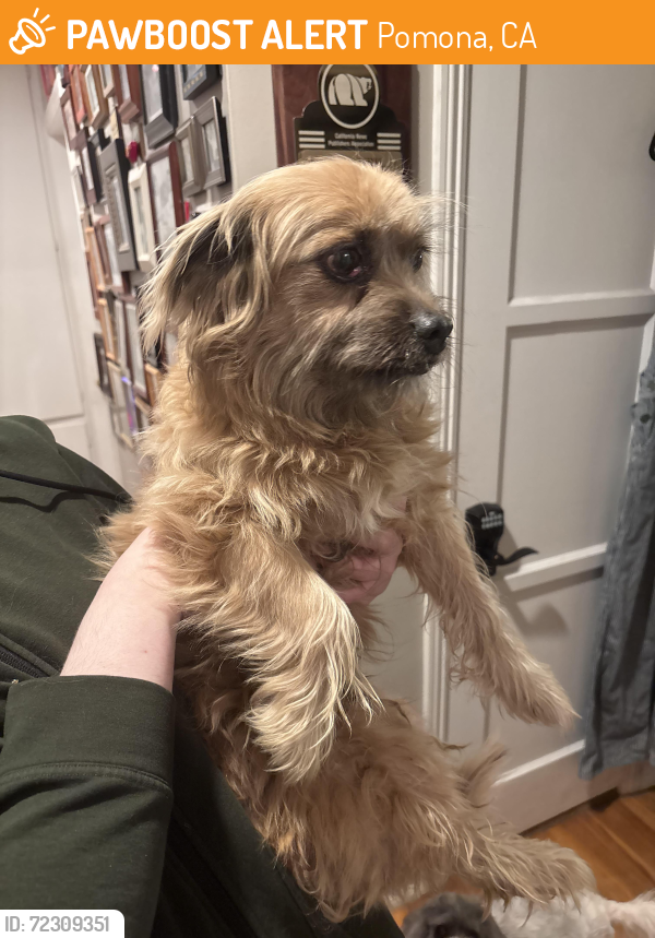 Pomona, CA Stray Female Dog Found Near Nichols and Ford | PawBoost