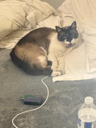 Lost Male Cat last seen Rockinghorse Ln, La Habra, CA 90631