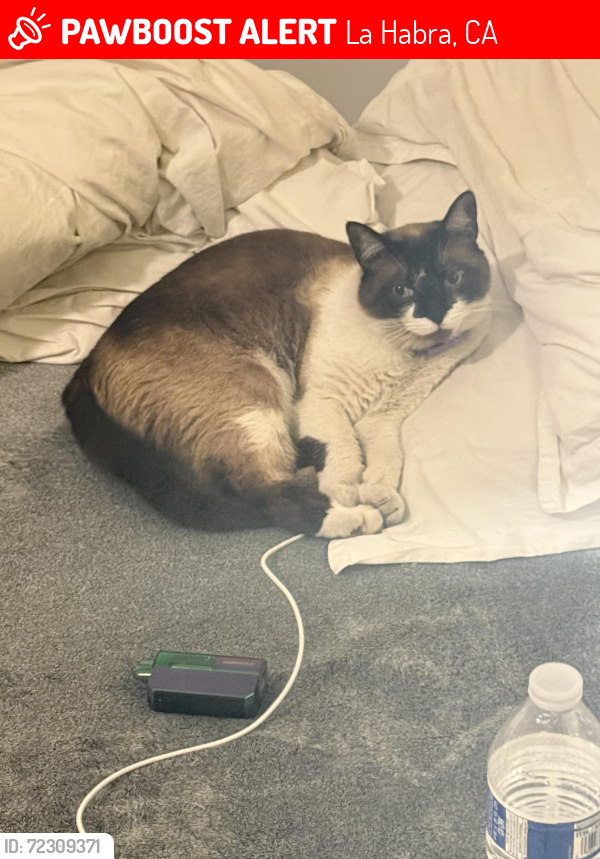 Lost Male Cat last seen Rockinghorse Ln, La Habra, CA 90631