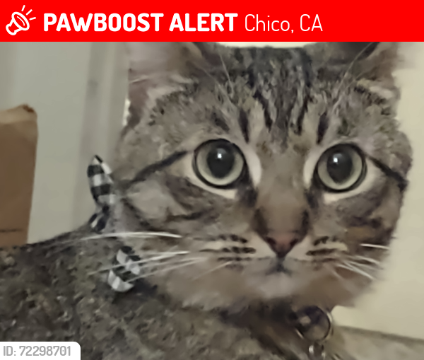 Lost Male Cat last seen ivy st./ cobblestone PineTree apartments , Chico, CA 95928