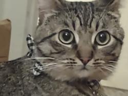 Lost Male Cat last seen ivy st./ cobblestone PineTree apartments , Chico, CA 95928