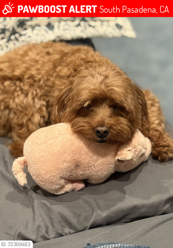 Lost Male Dog last seen Fremont and Foothill, South Pasadena, CA 91030