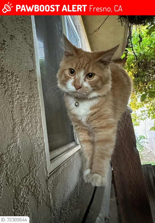 Lost Male Cat last seen Ashlan and cedar, Fresno, CA 93726