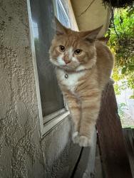 Lost Male Cat last seen Ashlan and cedar, Fresno, CA 93726