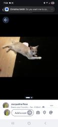 Lost Male Cat last seen Brevard rd, Alamance County, NC 27253