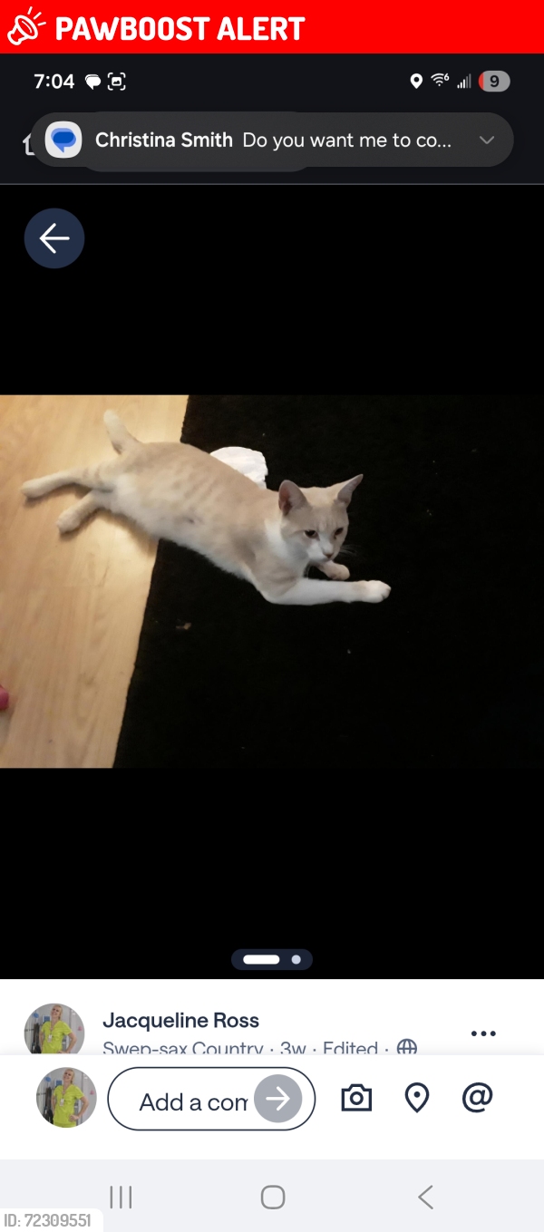 Lost Male Cat last seen Brevard rd, Alamance County, NC 27253