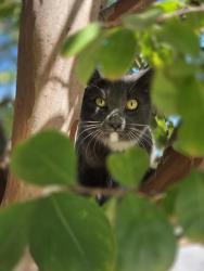 Lost Male Cat last seen W Mauno Loa ave, W Baseline Rd, Glendora, CA 91740