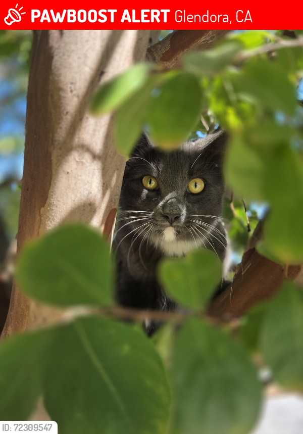 Lost Male Cat last seen W Mauno Loa ave, W Baseline Rd, Glendora, CA 91740