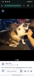 Lost Female Cat last seen Queens Ave, Yuba City, CA 95991