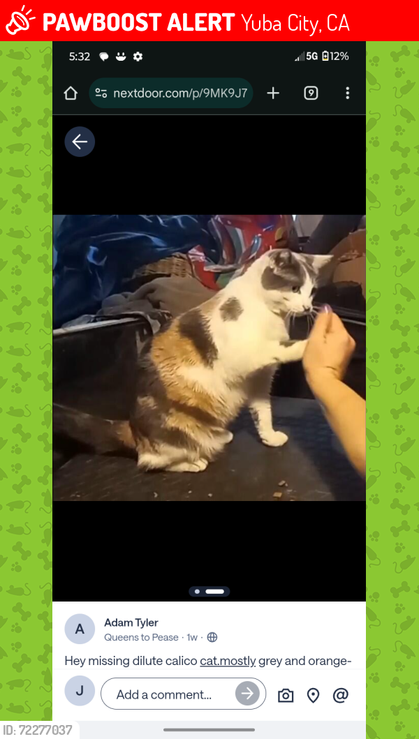 Lost Female Cat last seen Queens Ave, Yuba City, CA 95991