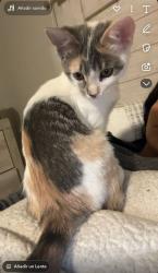 Lost Female Cat last seen Mississippi Ave & S Bellaire St, Glendale, CO 80246
