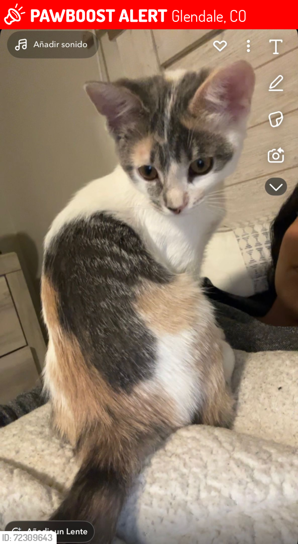 Lost Female Cat last seen Mississippi Ave & S Bellaire St, Glendale, CO 80246