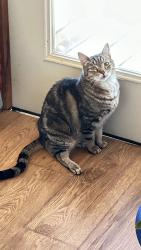 Lost Male Cat last seen Lick Log and Top Drop, Sylva, NC 28779