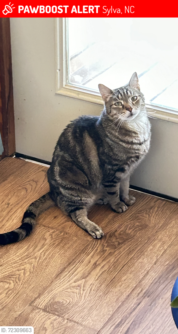 Lost Male Cat last seen Lick Log and Top Drop, Sylva, NC 28779