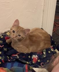 Lost Male Cat last seen 25th street and Layton road, Anderson, IN 46011