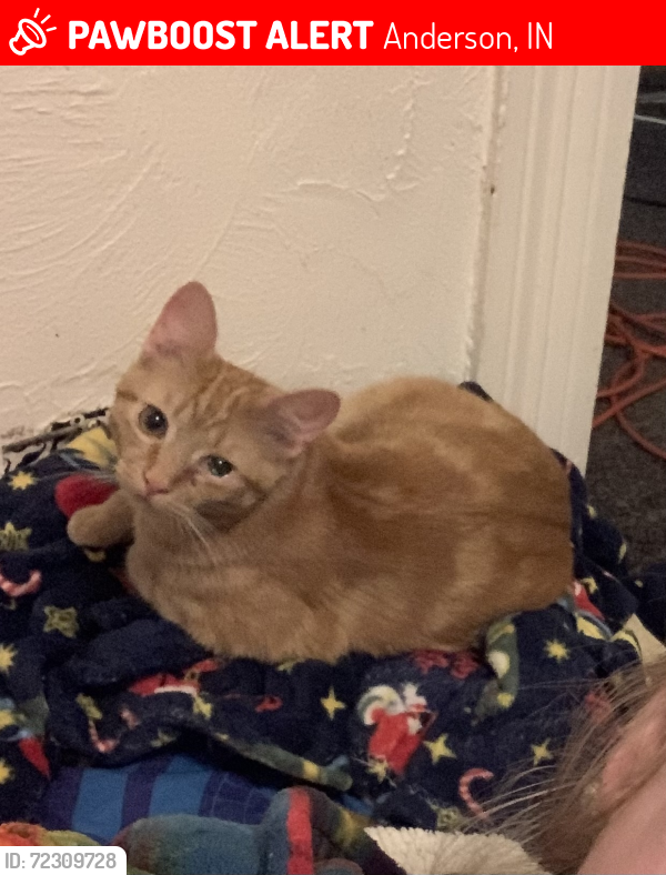 Lost Male Cat last seen 25th street and Layton road, Anderson, IN 46011