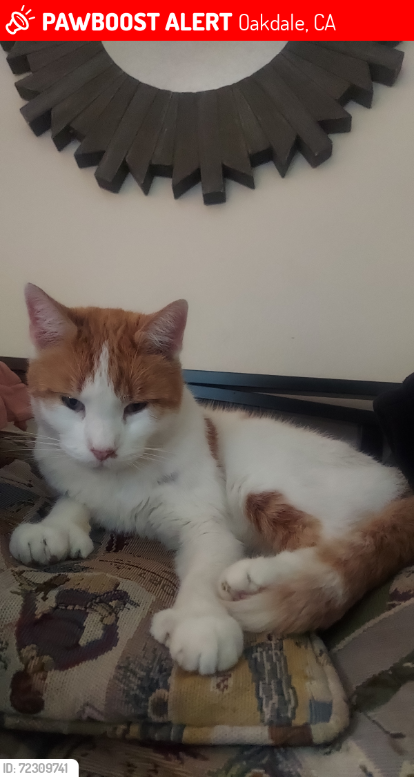 Lost Male Cat last seen Close by Cvs and Raleys, Oakdale, CA 95361