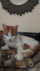 Lost Male Cat last seen Close by Cvs and Raleys, Oakdale, CA 95361