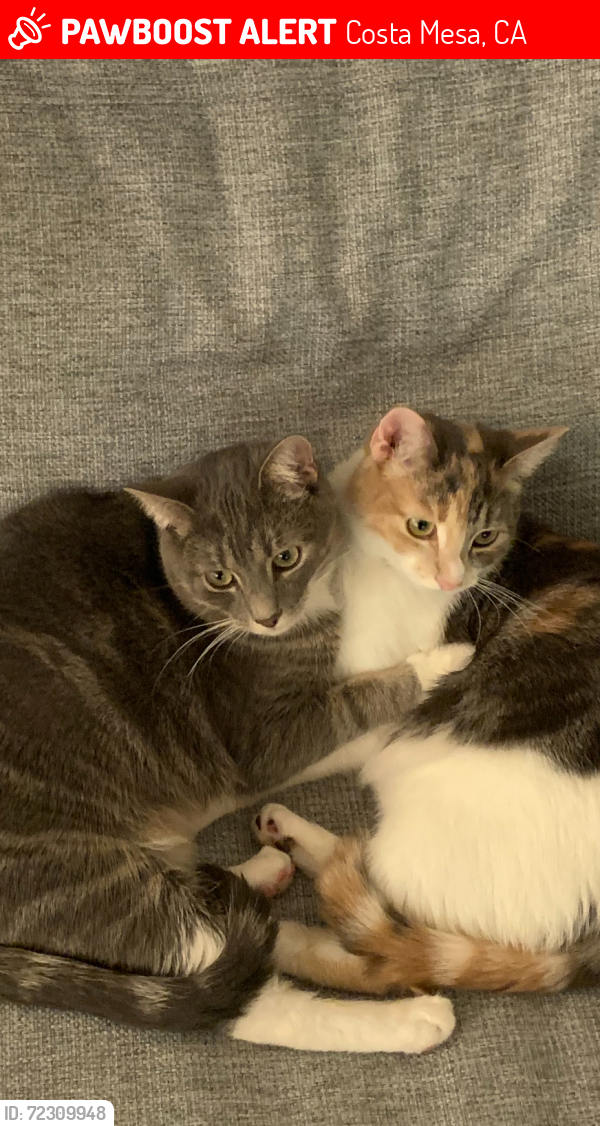 Lost Male Cat last seen Between Santa Ana and Westminster Ave near 277 16th place., Costa Mesa, CA 92627