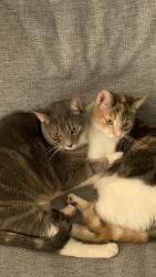 Lost Male Cat last seen Between Santa Ana and Westminster Ave near 277 16th place., Costa Mesa, CA 92627