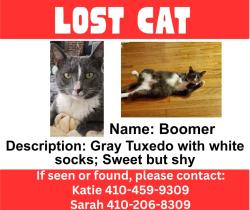 Lost Male Cat last seen Magnolia middle school, Joppatowne, MD 21085