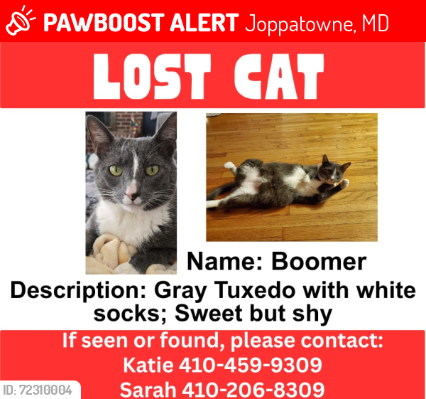 Lost Male Cat last seen Magnolia middle school, Joppatowne, MD 21085