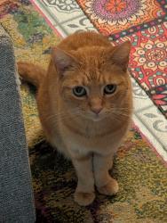 Lost Female Cat last seen LOLLYGAGERS, Floral City, FL 34436