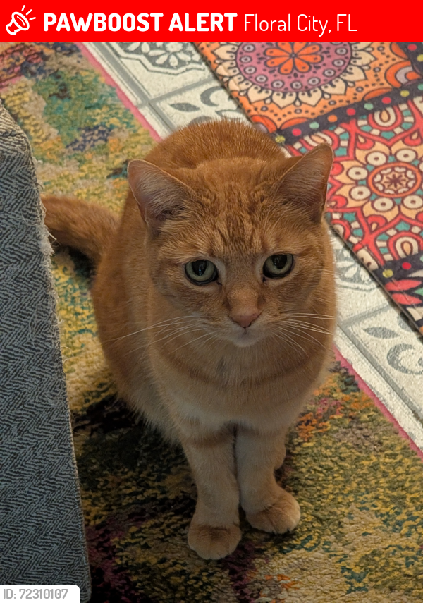 Lost Female Cat last seen LOLLYGAGERS, Floral City, FL 34436