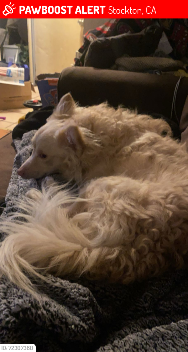 Lost Male Dog last seen Sandalwood drive, Stockton, CA 95210
