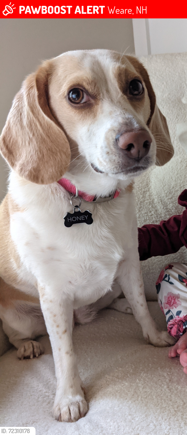 Lost Female Dog last seen Reservoir/ Tiffany hill road, Weare, NH 03281