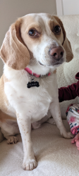Lost Female Dog last seen Reservoir/ Tiffany hill road, Weare, NH 03281