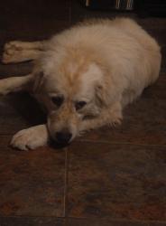 Lost Male Dog last seen West of Hwy 121 and North of Hwy 11, Randolph , Fannin County, TX 75418