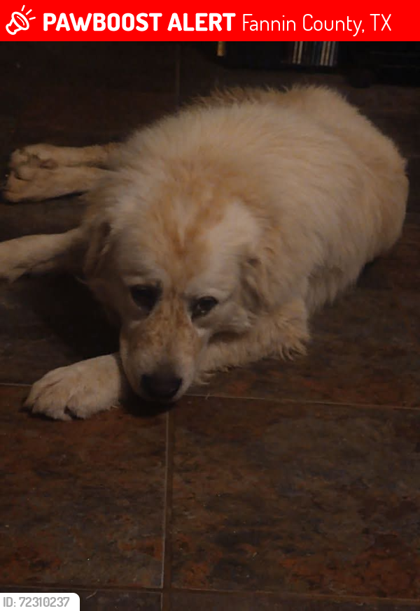 Lost Male Dog last seen West of Hwy 121 and North of Hwy 11, Randolph , Fannin County, TX 75418