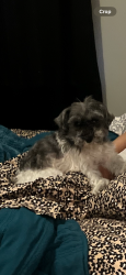 Lost Female Dog last seen Utah/Ohio, St. Louis, MO 63118