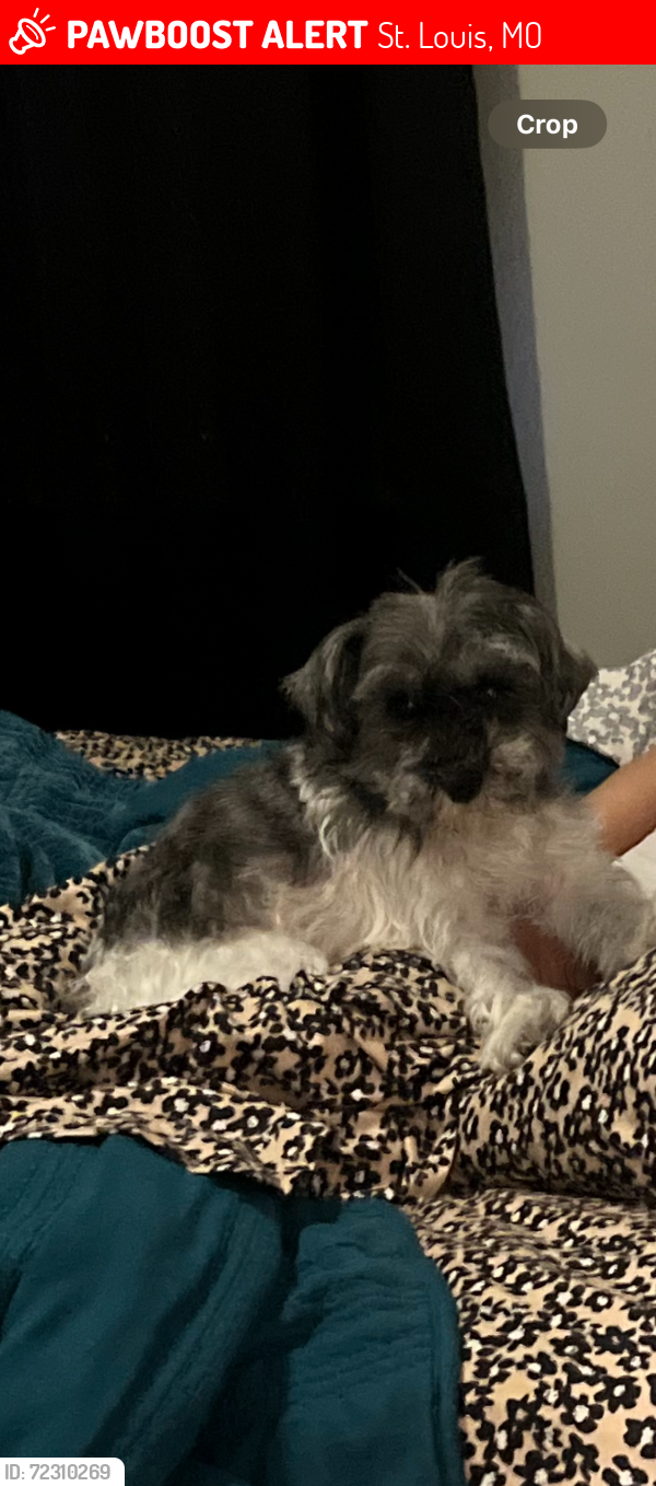 Lost Female Dog last seen Utah/Ohio, St. Louis, MO 63118