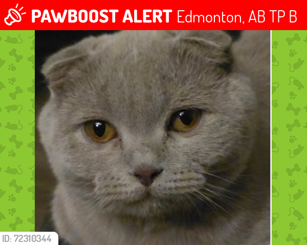 Lost Male Cat last seen 153st and its back alley, Edmonton, AB T5P 2B2