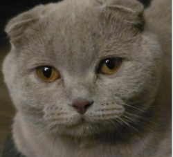 Lost Male Cat last seen 153st and its back alley, Edmonton, AB T5P 2B2
