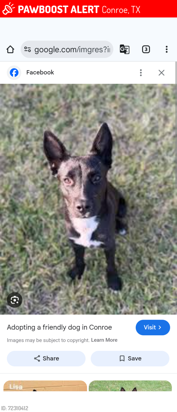 Lost Male Dog last seen Loop 336 and I45N, Conroe, TX 77301