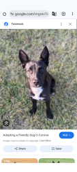 Lost Male Dog last seen Loop 336 and I45N, Conroe, TX 77301