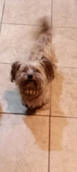 Lost Male Dog last seen Spring mtn and buffalo, Spring Valley, NV 89147